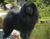 http://www.netchows.com/shownews/showcase/derny.shtml Showcase: Multi Ch. Chowderny Xinling-Shi