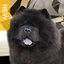 Long Feng Captain Jack Sparrow Pedigree - in the Showcase