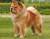 http://www.netchows.com/shownews/showcase/botai.shtml Showcase: Bei-Wei Botai