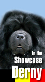 Celebrating Our Chow-Chows on NetChows.com