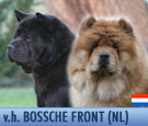 In Focus: v.h. Bossche Front Chow-Chows In Focus: v.h. Bossche Chow-Chows