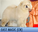 In Focus: East Magic Chow-Chows
