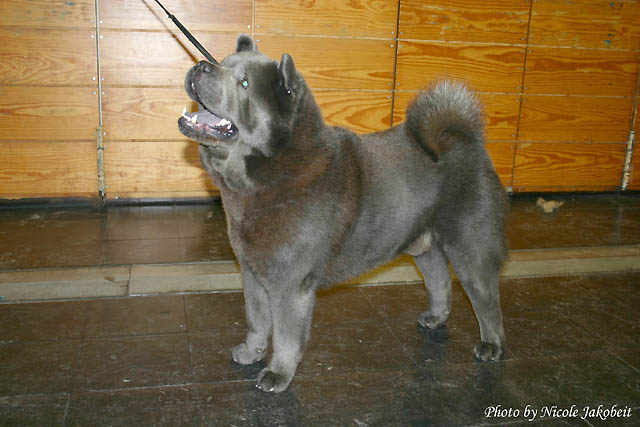 smooth blue chow chow