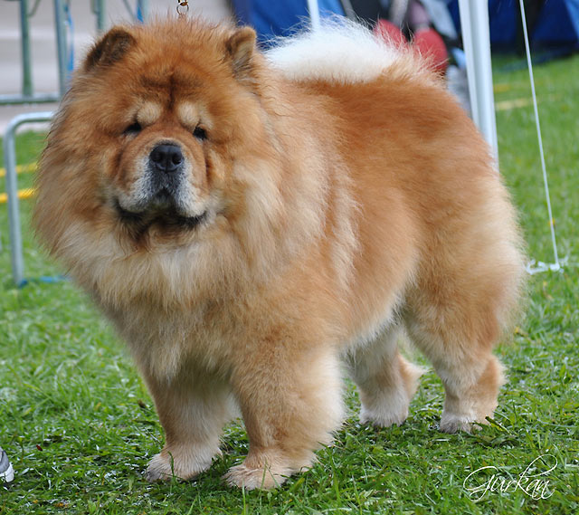 Sweden Eskilstuna NetChows Chow Chow Shownews Sweden Eskilstuna NetChows Chow Chow Shownews