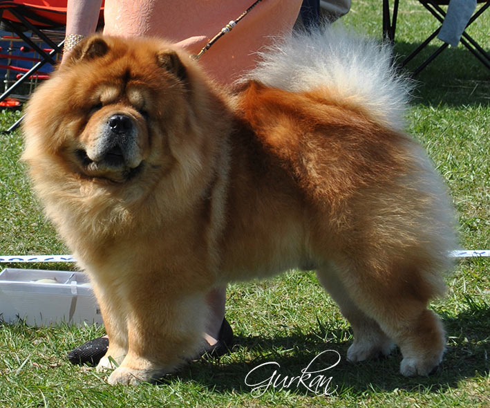 Sweden Eskilstuna NetChows Chow Chow Shownews Sweden Eskilstuna NetChows Chow Chow Shownews
