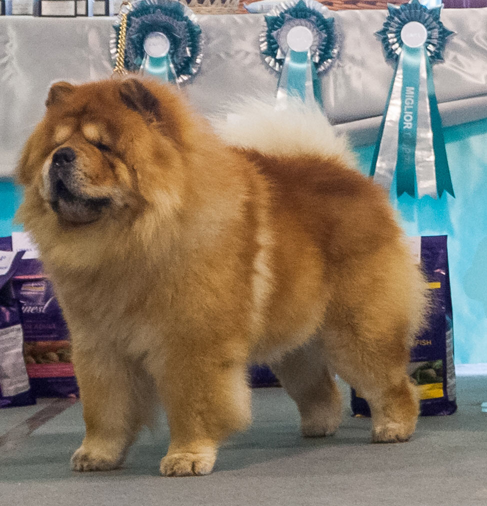 Italy Volta Mantovana NetChows Chow Chow Shownews Italy Volta Mantovana NetChows Chow Chow Shownews