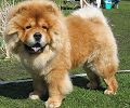 Kringelmyras Chyn-Chow