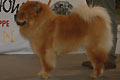 Ey-Li of Golden Chow