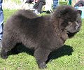 China Young's Henrietta For Me