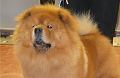 Vermisan Idefix