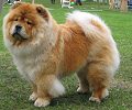 Piuk Chow Pleasant Miss Magic