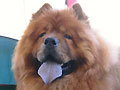 RBPIS Kimekai Son of Samuri