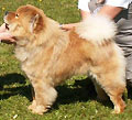 C'hengtus Love's Heidi