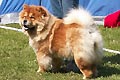Sihn-Jin's Chow Beauty Ramona