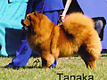 Tanaka of the China's Joy