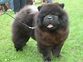 Ban-Mei-Mei Cha-Mi-Gu
