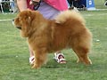 Sihn-Jin's Chow Soo-Jin's Nalle
