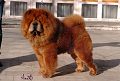 Black-Schnau Red King