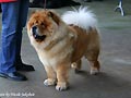 Hei-Yu-Tzu Xandor