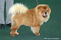 Maruso`s Lord Lester