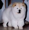 Shagio-Chen White Atma