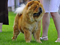 SUZI – SAN z Pekinskiej Elity