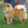 Sihn-Jin's Chow Beauty Ramona