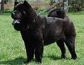 Black Thunder van Juttersburch
