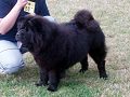 BLACK SUNNY AXY AIDORA