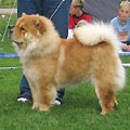 Sihn-Jin's Chow Beauty Ramona
