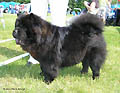 Ming-Bear Yes Sir I Can Boogie