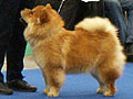 ihn-Jin's Chow Beauty Ramona