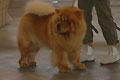 Judade Jingqi Cud Chin