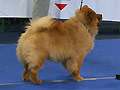 Victoria vom Sittardsberg