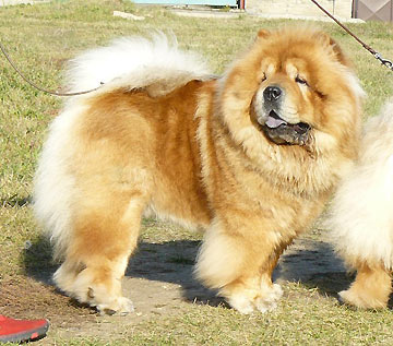 Czech Republic, Kladno