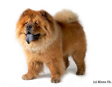 Russia, Novosibirsk City