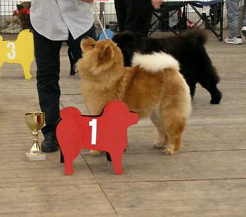 France Mantes La Jolie Netchows Com Chow Chow Shownews
