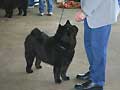Bidachows Smooth Dame Darky