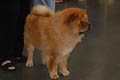 Kamelie Dreams von Shih-Lo