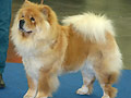 Hjördis of Golden Chow