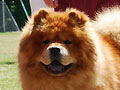Piuk Chow Pleasant Spirit