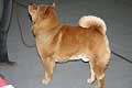 Bidachows A-Smooth Aslan