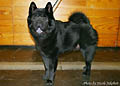 Mees van het Bossche Front