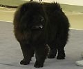 Angelina von Ruby Chows