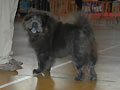 BRAVE-BEAR OD HALUSKU