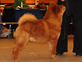 Magnus van het Bossche Front