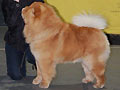 SIR JAMES SHOW ME THE WAY DE LOS PERROS DE BIGO