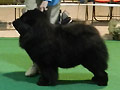 Woodland-Xishan Black Diamond