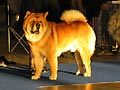 BIDACHOWS GENTLE SMOOTH GRIZZLY