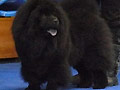 COCO BLACK QUEEN Radoszowska Duma (